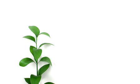 Green leaf, branch against white background. Head on shot with free space for your design, mockup.の写真素材