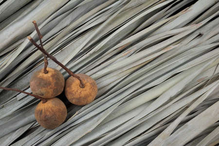 Santol or cotton fruit flat lay on dry palm leaves pattern texture background. Tart with astringent flavor edible fruit. Native plant in Southeast Asia or Malesia region.の写真素材