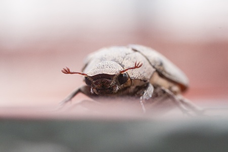 Dung Beetleの写真素材