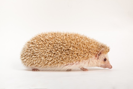 Cute Apricot Hedgehogの写真素材