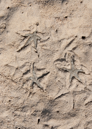Starfishes buried in the sand.