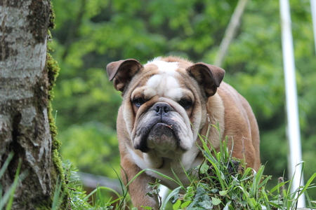 Bulldogの写真素材