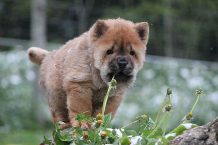 Smooth chow chowの写真素材