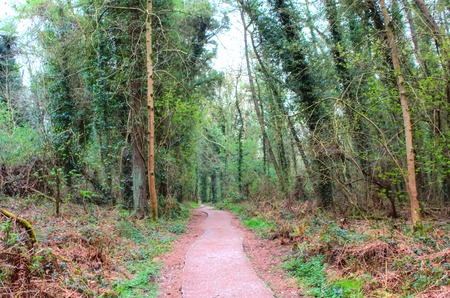 The path into the forest at Oak Park Forest Park, Carlow, Irelandの写真素材