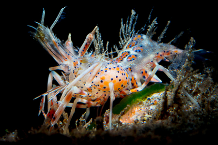 Spiny Tiger Shrimp, Phyllognathia ceratophthalma. Also known as a Bongo Shrimp.の写真素材