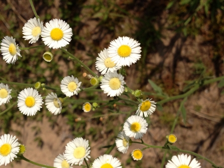 Flowers spine in the rarest places