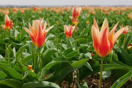 Out in the fieldsの写真素材