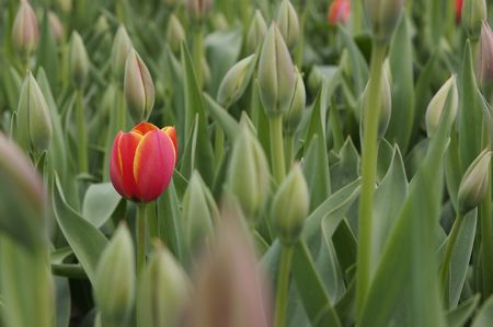 Alone (again).の写真素材