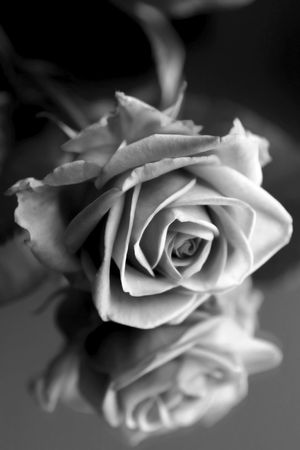 A Rose 4 you!の写真素材