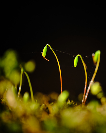 close-up of grain in the forest with dark blurred backgroundの写真素材