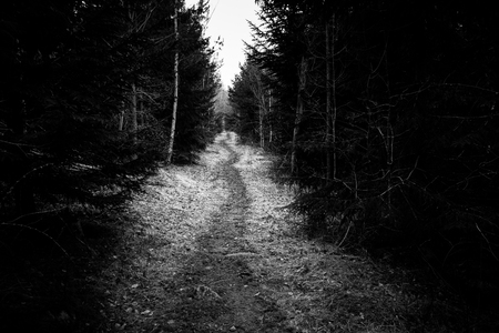 black and white image of a path leading through a dense forestの写真素材