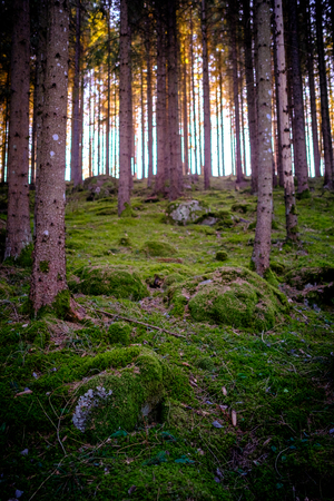 mossy forest with pines and sun in the backgroundの写真素材