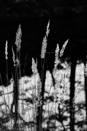 black and white image of reedsの写真素材