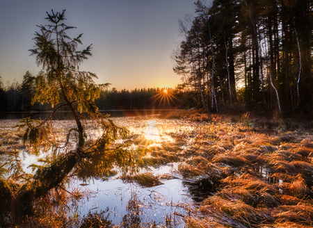 sunset at a swamp with a small tree in the foreground