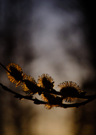 close-up of flowers on a tree branch with sun in backgroundの写真素材