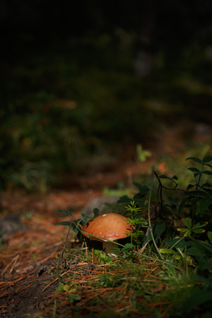 Mushroom and path in forrestの写真素材