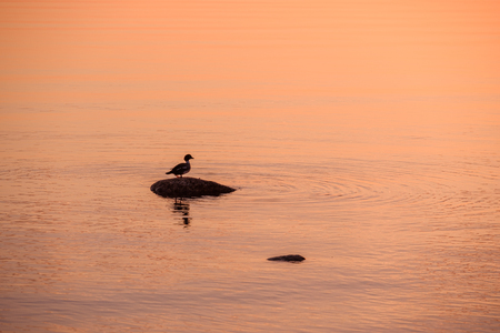 Duck on a stone in the lake at sunsetの写真素材
