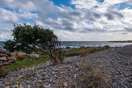 bush on a rocky beach by the sea with blue skies and white clouds in the backgroundの写真素材