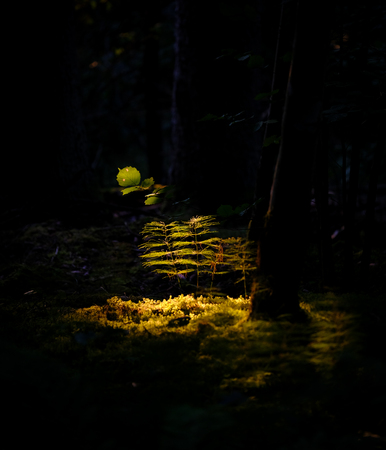 light strip hits a green plant in the forestの写真素材