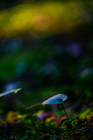A green leaf grows out of the field with a blurred backgroundの写真素材