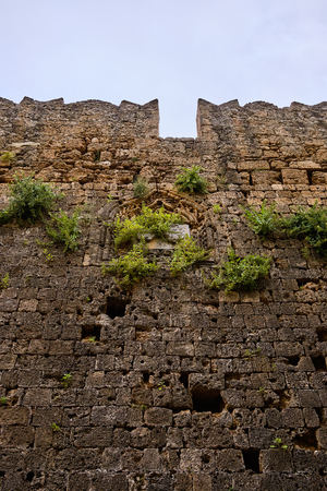 green plants grow out of an old wall