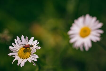 An insect sits on a white flower with green background out of focusの写真素材