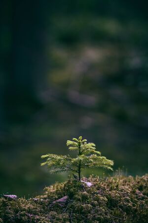 Small fir grows on an old tree trunk lying down on the ground