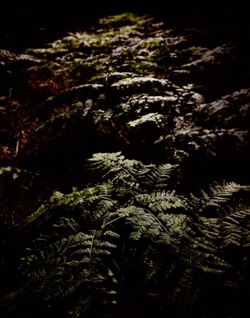 Fern with dark moss in the backgroundの写真素材