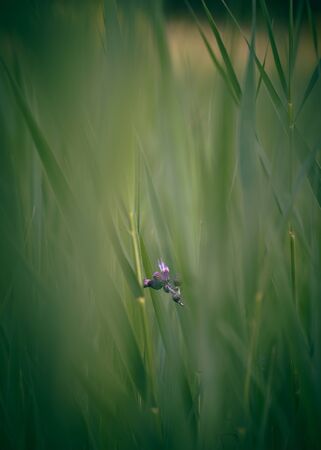 Purple thistle surrounded by tall grass