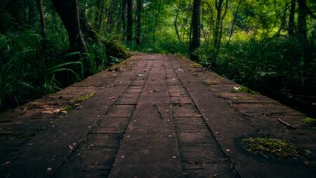 Low angle view of a footbridge leading into the forest