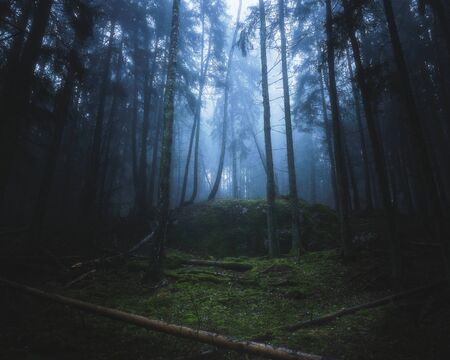 dense forest in fog with moss on the ground and treesの写真素材