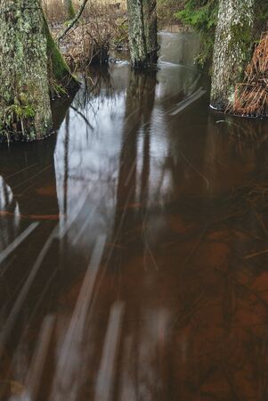 a stream in the forest with foam flowing along