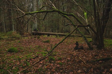 tree branches with moss in a dark forestの写真素材