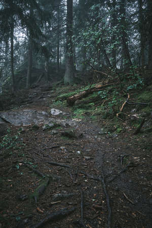 Path leading in to dark forest with fog