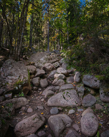 rocky path up a mountain through the forest