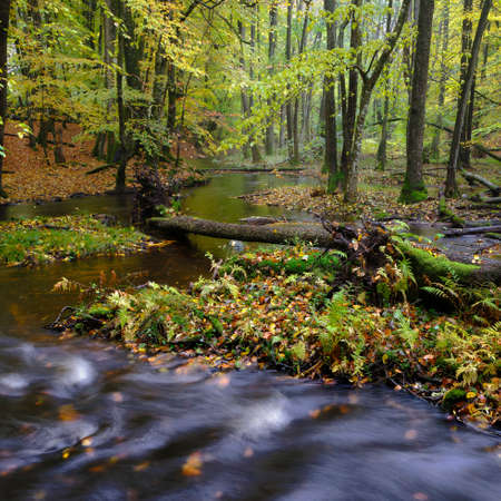 stream in the colorful forestの写真素材