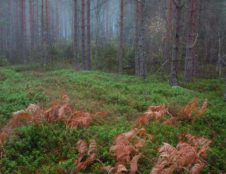 autumn forest in the forestの写真素材