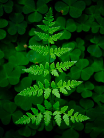 green fern and three-leaf clover background