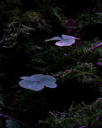 two three-leaf cloverの写真素材