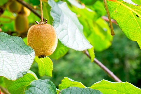 kiwi on the plant ready to be harvestedの写真素材