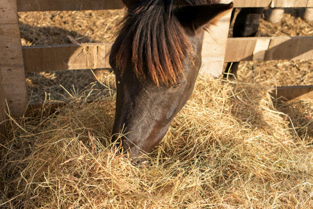 Brown horse eating hay at an equestrian centerの写真素材