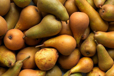 Conference pears displayの写真素材