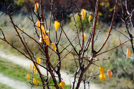 fallen leaves of the apricot tree of autumn