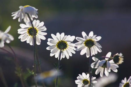 Sunset behind camomilesの写真素材