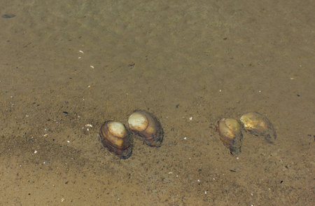 Mussels in a waterの写真素材