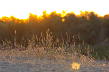 Dry grass on sunset lightの写真素材