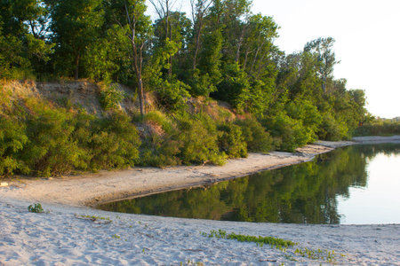 Forest near river bankの写真素材
