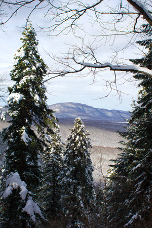 High fir in winter forestの写真素材