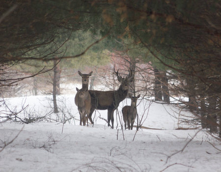 Deer family in forestの写真素材