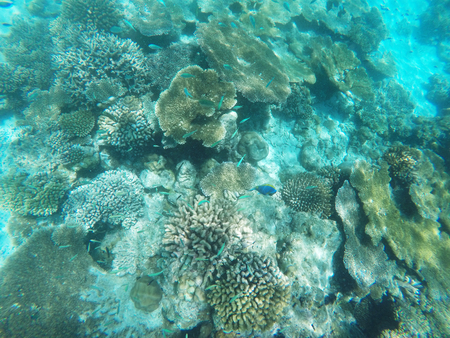 Underwater shot of coral along the reefの写真素材